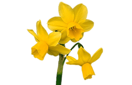 vivero